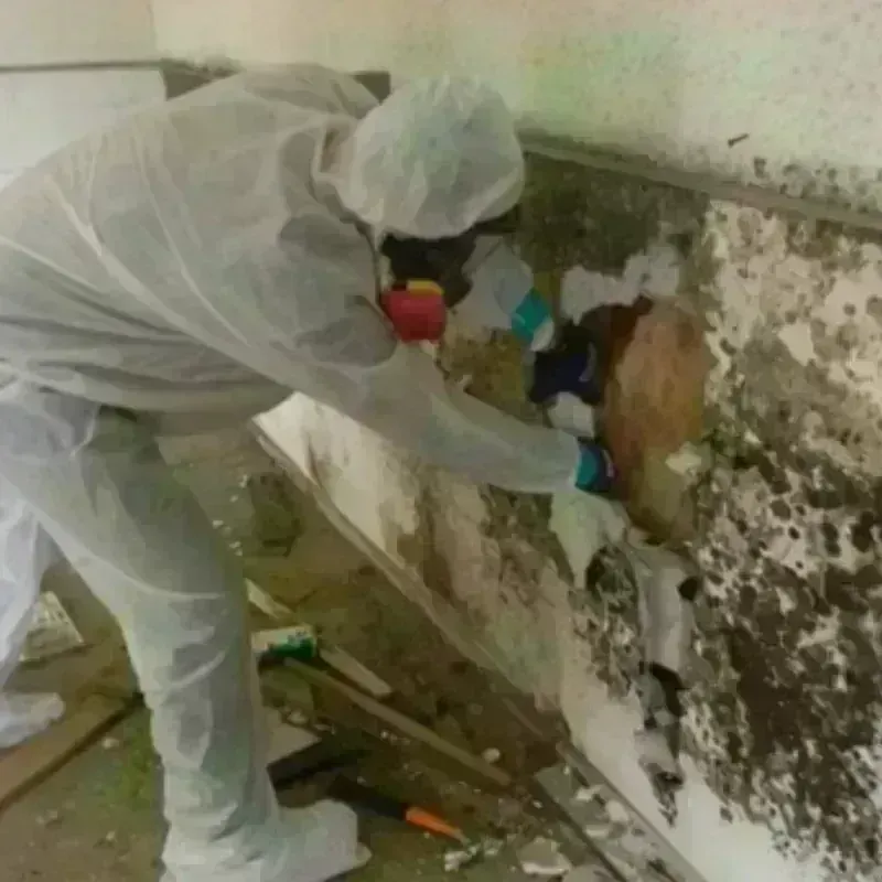 Mold Remediation and Removal in Waldo, FL